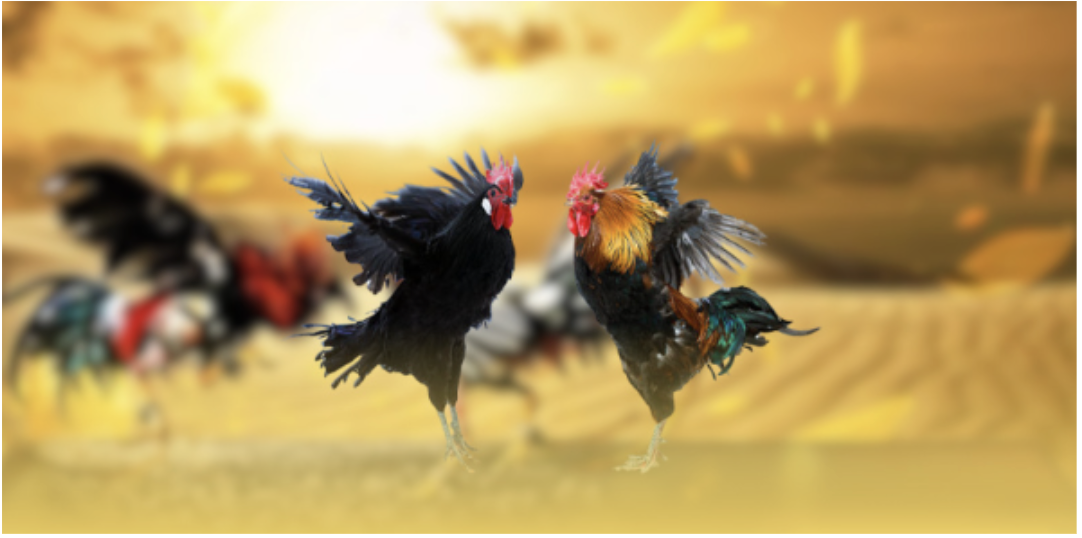 Đá Gà Cựa Sắt Đẳng Cấp Nền Tảng Sòng Phẳng Tỷ Đô