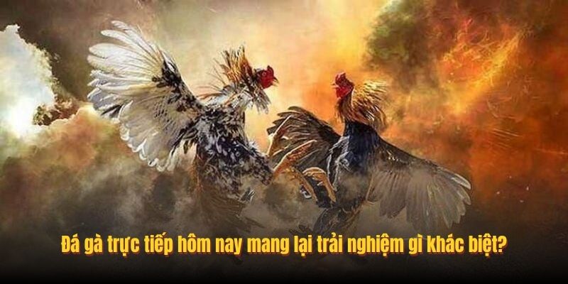 Đá gà trực tiếp hôm nay mang lại trải nghiệm gì khác biệt?