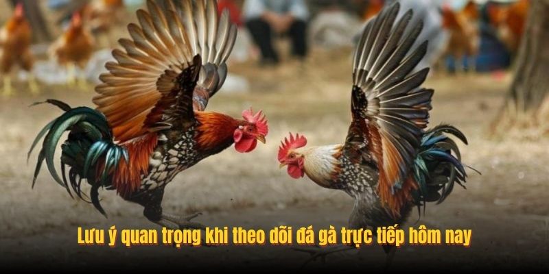 Lưu ý quan trọng khi theo dõi đá gà trực tiếp hôm nay