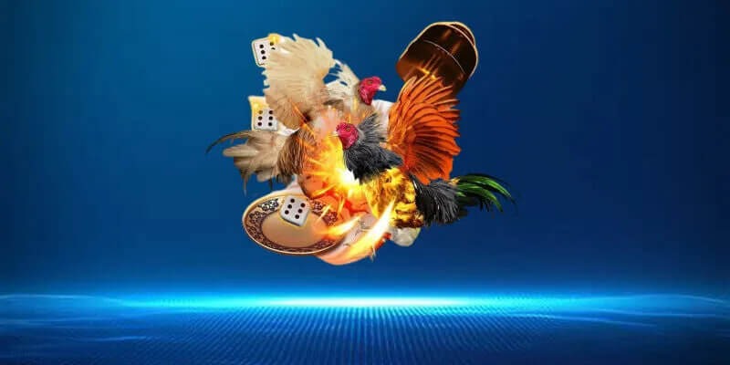 Xem đá gà Thomo hôm qua