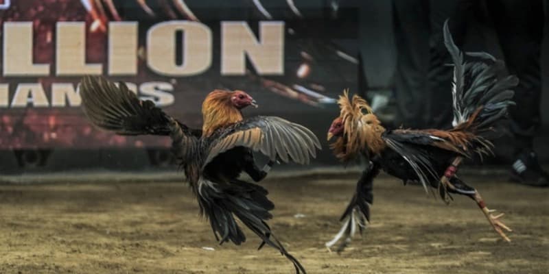 Những thế mạnh của đá gà Alo789 cực chất