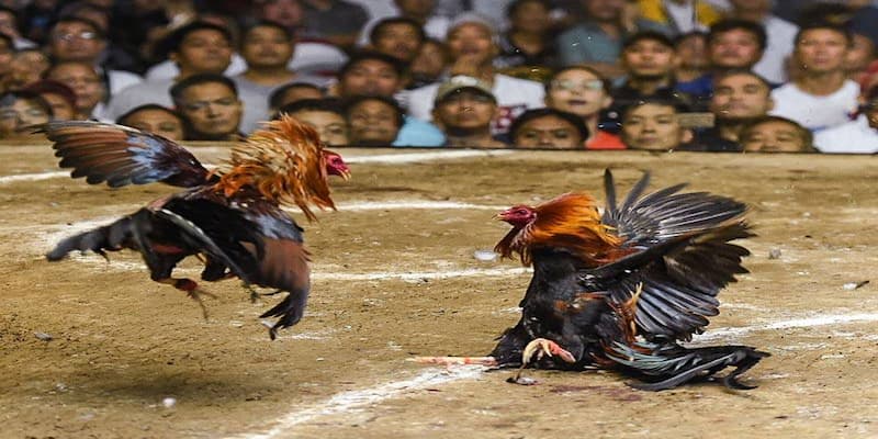 Các loại hình đá gà đỉnh cao không thể bỏ lỡ tại Alo789