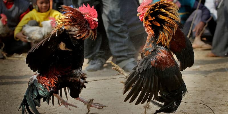 Chiến thuật giúp bạn thắng lớn khi chơi tại Alo789