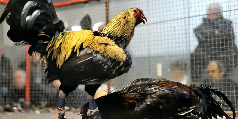 Bảng lịch sử đấu chi tiết của các chiến kê tại trường đấu chuyên nghiệp