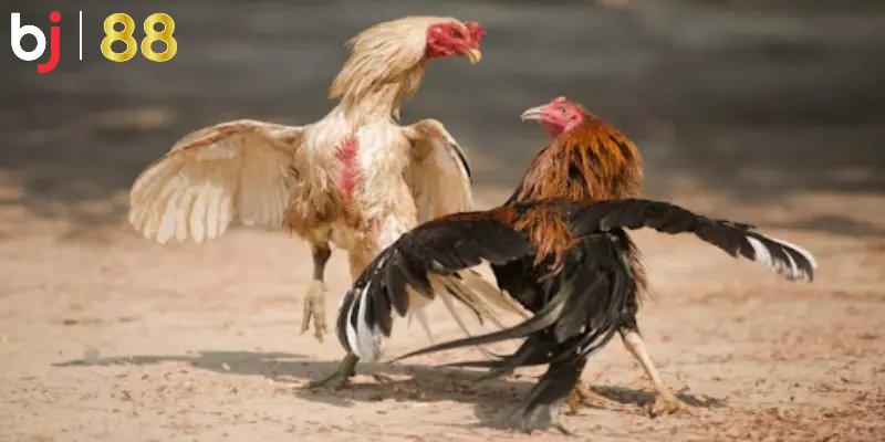 Sảnh giải trí trực tuyến đá gà BJ88 chất lượng