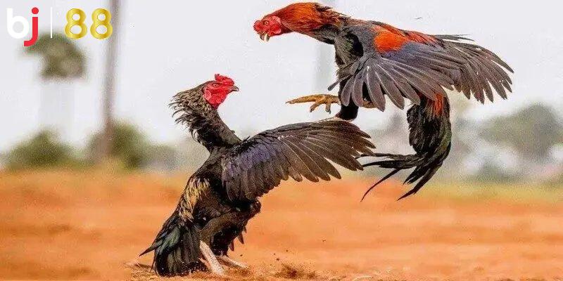 Sự kiện chọi gà tầm cỡ thế giới diễn ra