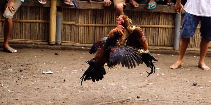 Sư kê đang thực hiện các bước làm nước và kiểm tra sức khỏe gà trước giờ G