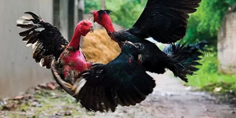 Ưu điểm của việc chơi đá gà casino