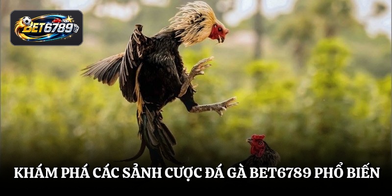 Khám phá các sảnh cược đá gà BET6789 phổ biến
