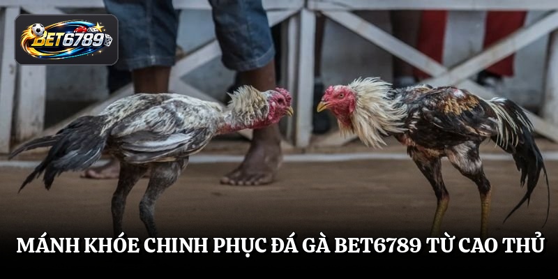 Mánh khóe chinh phục đá gà BET6789 từ cao thủ
