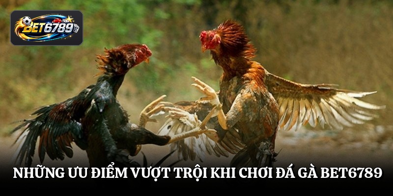 Những ưu điểm vượt trội khi chơi đá gà BET6789