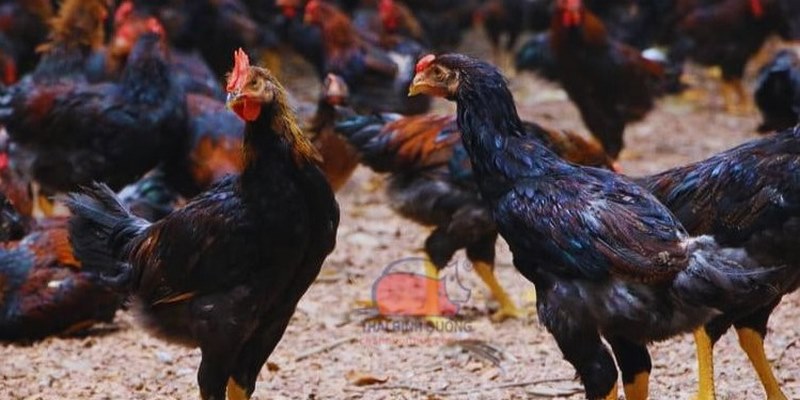 Gà năng động thường sở hữu thể trạng tốt hơn