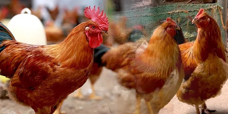 Mào đỏ và lông mượt là dấu hiệu gà khỏe mạnh